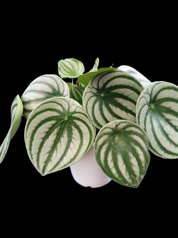 Peperomia Sandía: 5 Encantos Naturales para tu Hogar - Imagen 3