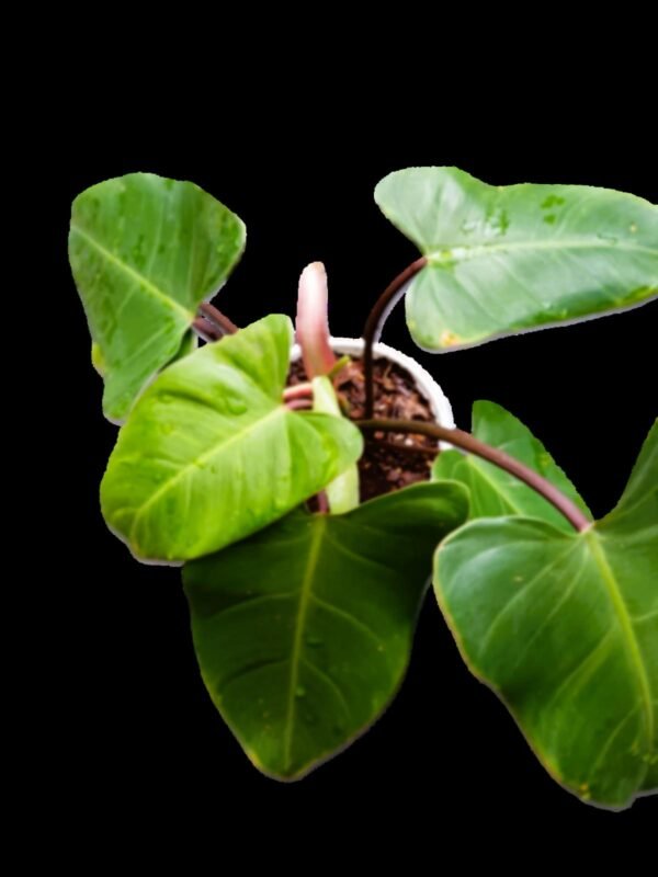 Philodendron Erubescens Verde Esmeralda: 7 razones para tener esta planta exótica en casa - Imagen 3