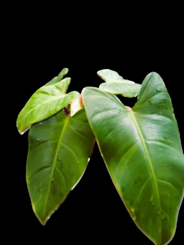 Philodendron Erubescens Verde Esmeralda: 7 razones para tener esta planta exótica en casa - Imagen 4