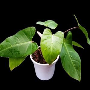 "Philodendron Erubescens Verde Esmeralda en maceta blanca – planta tropical con hojas brillantes de colección"