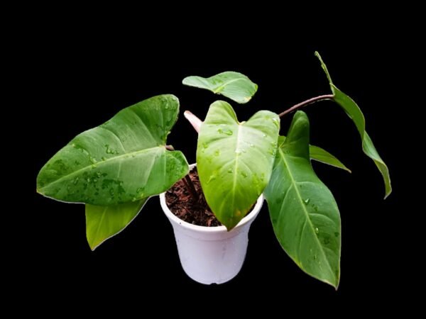 "Philodendron Erubescens Verde Esmeralda en maceta blanca – planta tropical con hojas brillantes de colección"