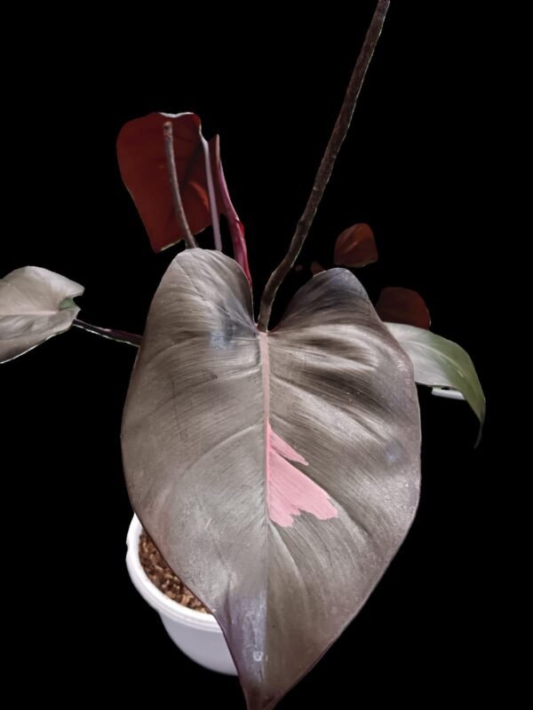 Philodendron Pink Princess: ¡Exclusividad y elegancia en una sola planta! 5 Razones para Amarla - Imagen 6