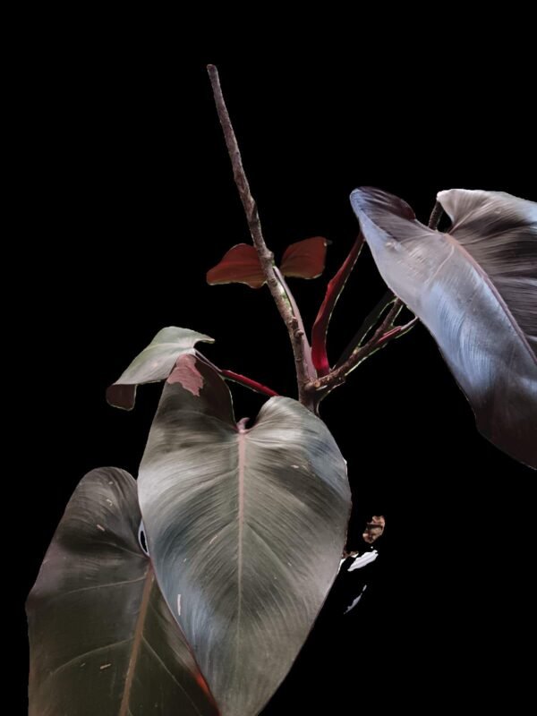 Philodendron Pink Princess: ¡Exclusividad y elegancia en una sola planta! 5 Razones para Amarla - Imagen 5