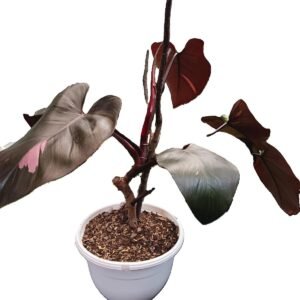 Philodendron Pink Princess con hojas variegadas rosadas y verdes en maceta blanca