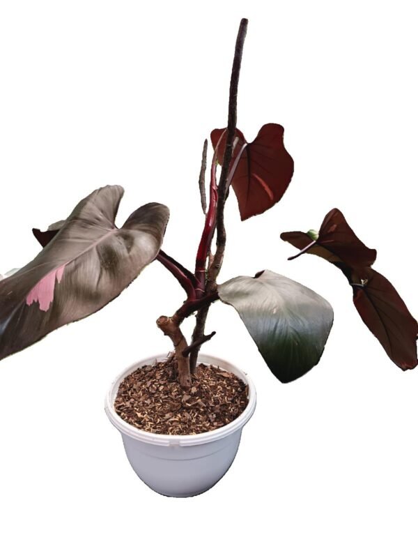 Philodendron Pink Princess con hojas variegadas rosadas y verdes en maceta blanca