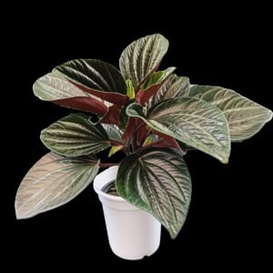 Planta Peperomia Caperata Kristy con hojas texturizadas color verde intenso en maceta decorativa