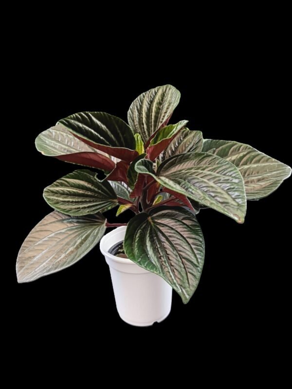 Planta Peperomia Caperata Kristy con hojas texturizadas color verde intenso en maceta decorativa