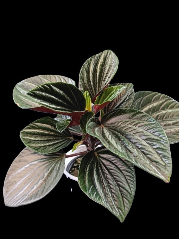 Peperomia Caperata Kristy: 7 Razones para Amar Esta Planta Única de Interior - Imagen 4