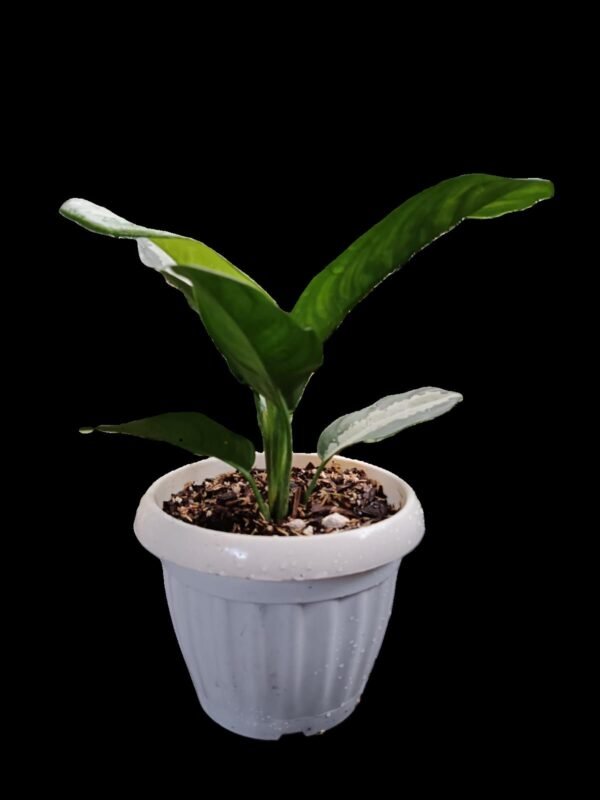 Aglaonema Pattaya: 1 Planta Exótica para Decorar tu Hogar en Ecuador | Kristy Garden - Imagen 4