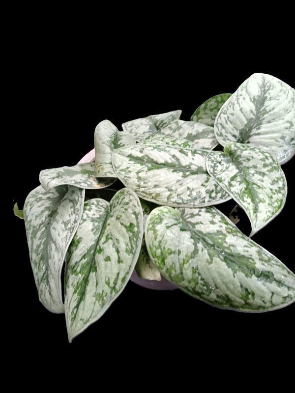 Scindapsus Exótica – 7 Razones para Tenerlo en Tu Hogar! Descubre el Poder de la Naturaleza - Imagen 6