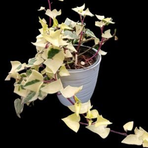 Senecio Macroglossus Variegada con hojas verdes y bordes crema, tallos rojizos, fondo negro. Ideal como planta colgante de interior.
