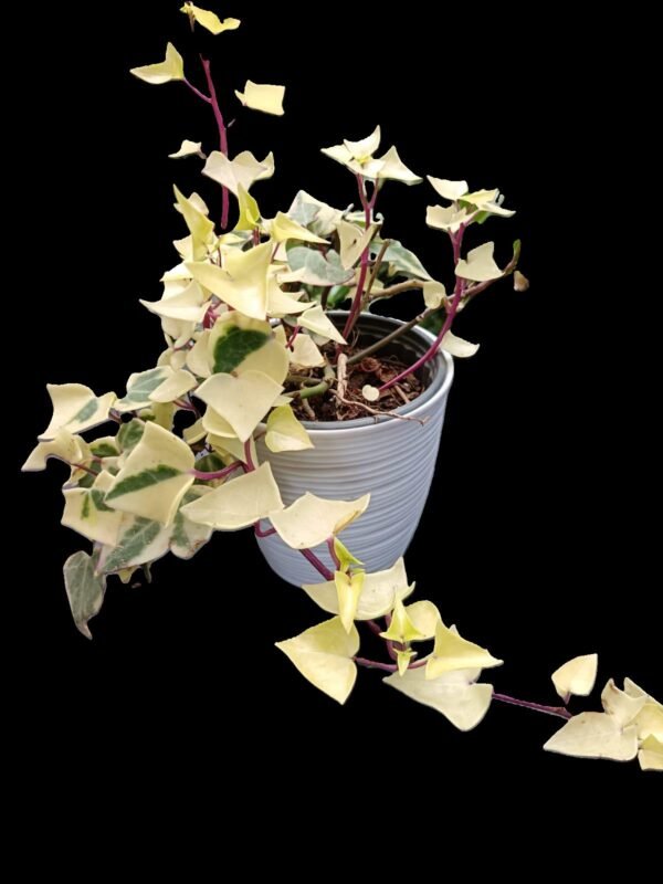 Senecio Macroglossus Variegada con hojas verdes y bordes crema, tallos rojizos, fondo negro. Ideal como planta colgante de interior.