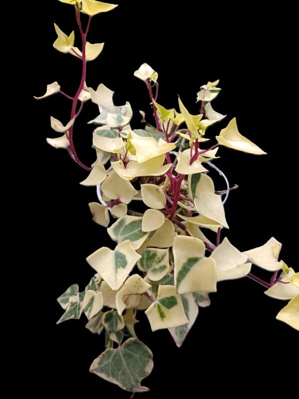 🌿Senecio Macroglossus Variegada: 1 Tesoro Exótico para Espacios Luminosos - Imagen 2