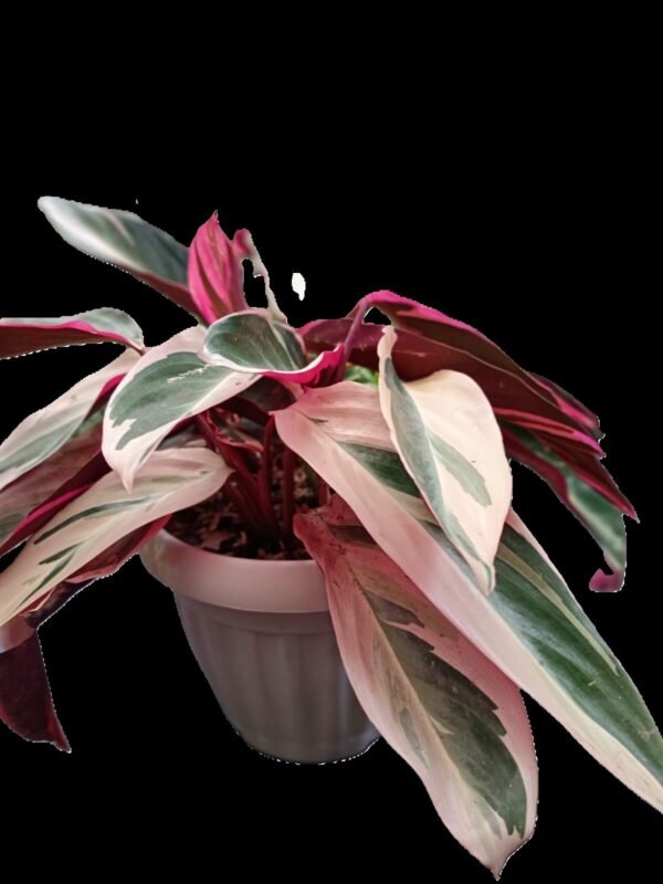 Stromanthe Triostar – 5 Razones para Tener esta Planta Exótica en Casa - Imagen 5