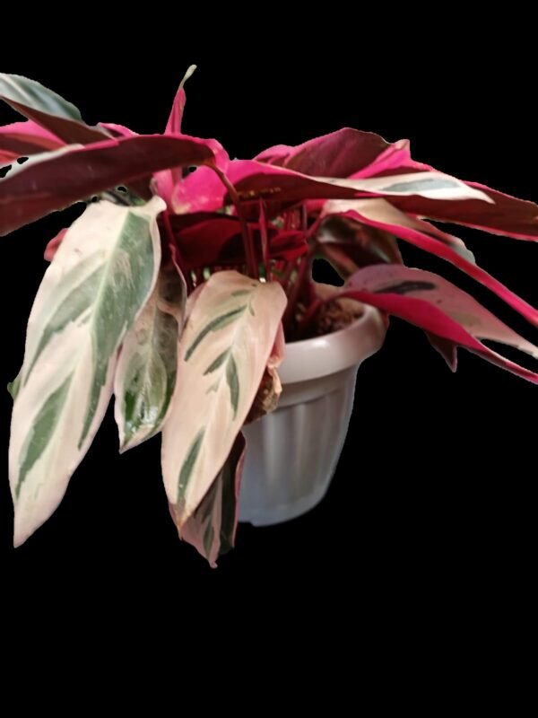 Stromanthe Triostar – 5 Razones para Tener esta Planta Exótica en Casa - Imagen 3