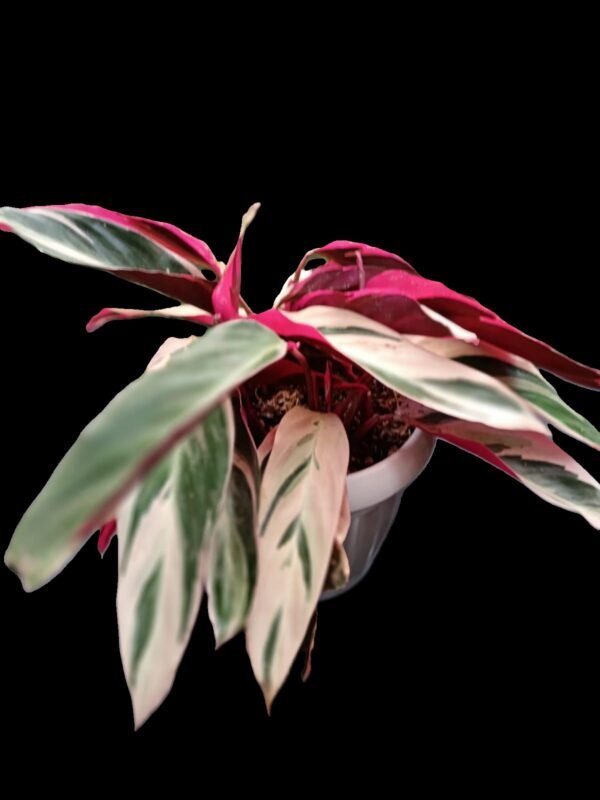 Stromanthe Triostar – 5 Razones para Tener esta Planta Exótica en Casa - Imagen 4