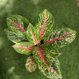 aglaonema Pink Dud