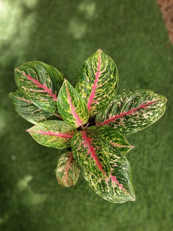 aglaonema Pink Dud