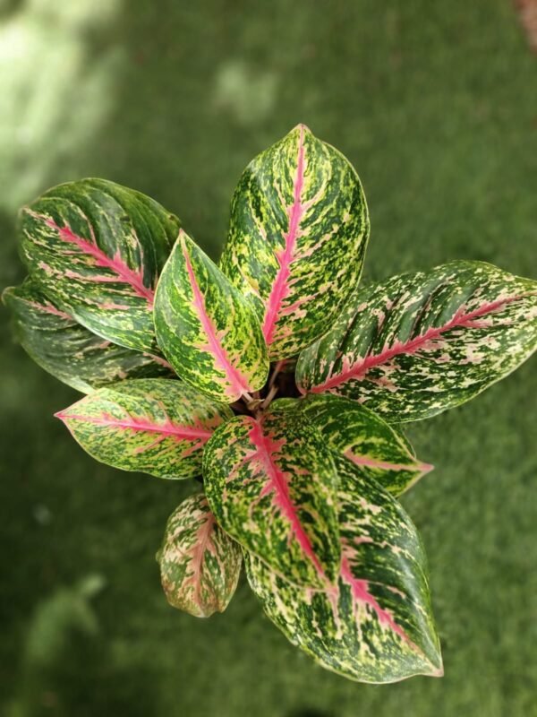 Aglaonema Pink Dud - Imagen 2
