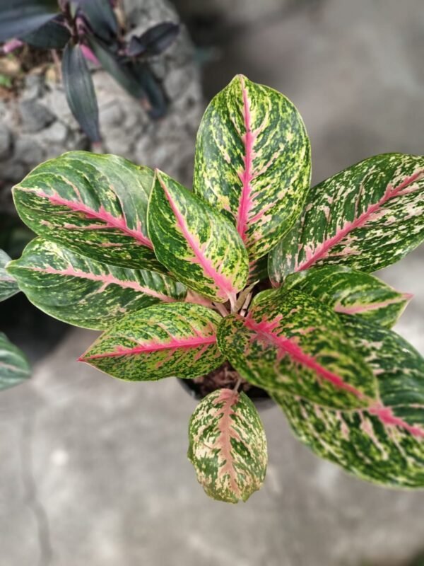 Aglaonema Pink Dud - Imagen 3