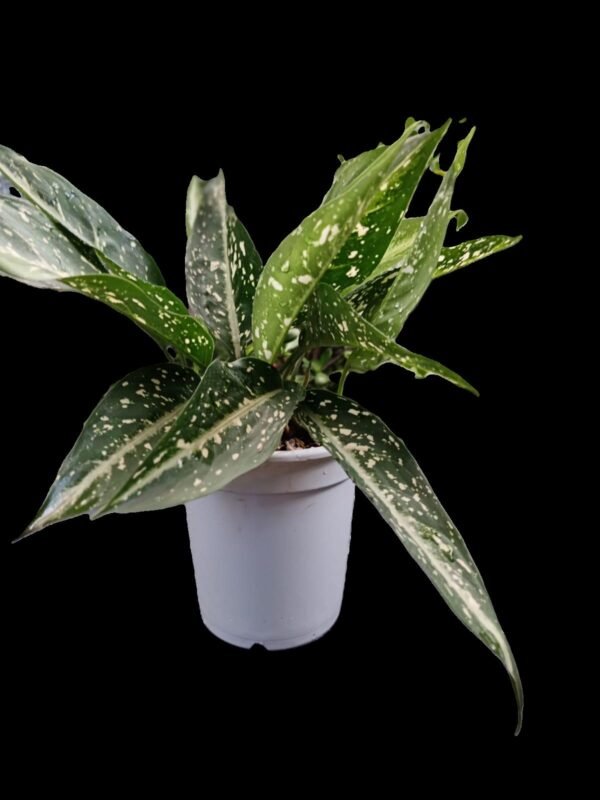 Aglaonema Costatum Planta Purificadora y Exótica 7 Motivos para Elegirla - Imagen 2