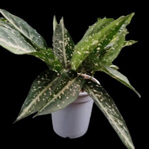 “Aglaonema Costatum con follaje moteado blanco y verde, planta purificadora disponible en Kristy Garden Ecuador”
