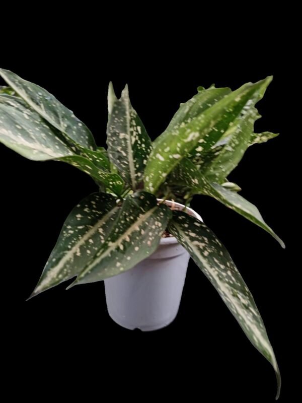 “Aglaonema Costatum con follaje moteado blanco y verde, planta purificadora disponible en Kristy Garden Ecuador”