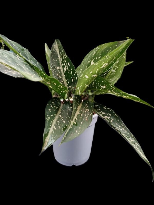 Aglaonema Costatum Planta Purificadora y Exótica 7 Motivos para Elegirla - Imagen 3