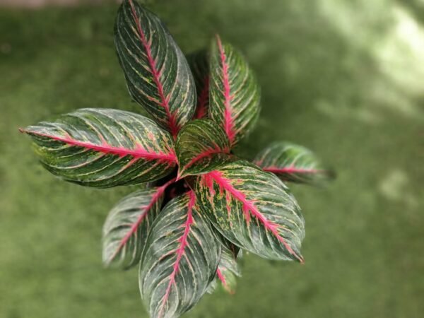 Aglaonema Red Esmerald: 7 Razones para Amar esta Planta Exótica - Imagen 4