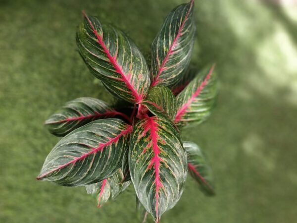 Aglaonema Red Esmerald: 7 Razones para Amar esta Planta Exótica - Imagen 2