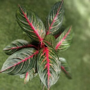 Aglaonema red esmerald