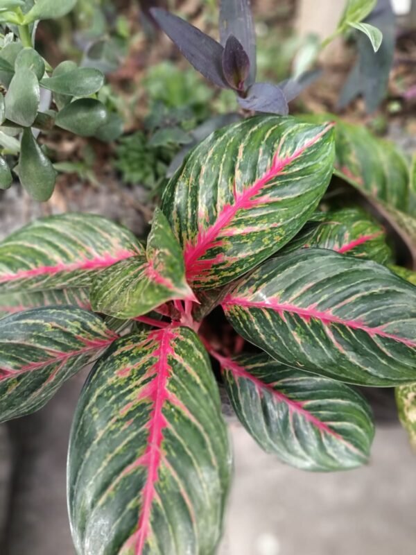 Aglaonema Red Esmerald: 7 Razones para Amar esta Planta Exótica - Imagen 3