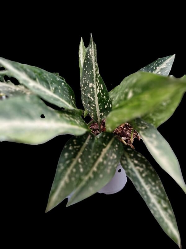 Aglaonema Costatum Planta Purificadora y Exótica 7 Motivos para Elegirla - Imagen 4