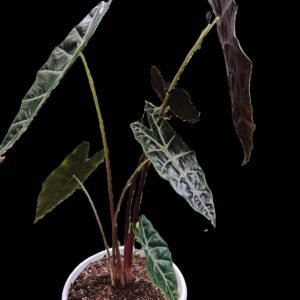 "Alocasia amazonica en maceta decorativa sobre mesa de interior con luz natural."