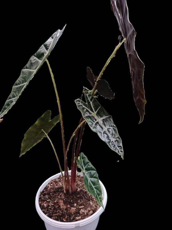 "Alocasia amazonica en maceta decorativa sobre mesa de interior con luz natural."