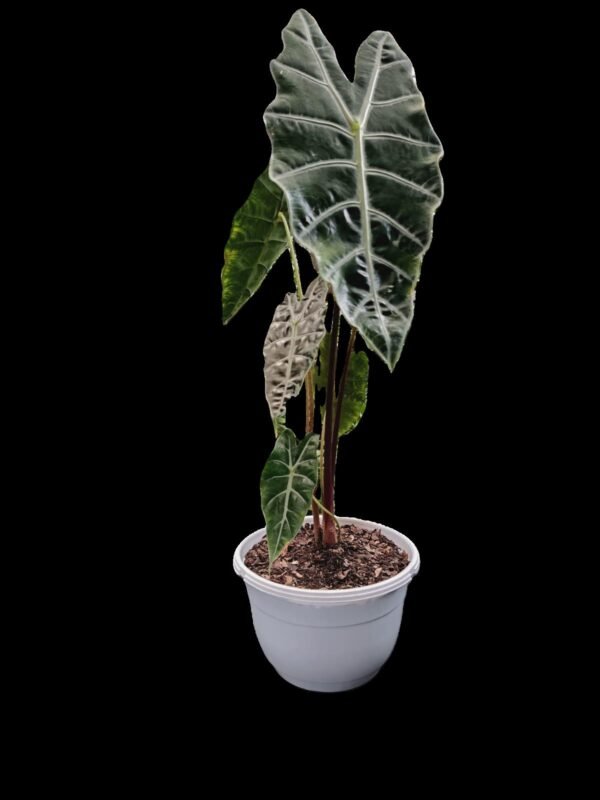 Alocasia Amazónica ¡Impactante y Elegante! 6 Motivos para Amar la Alocasia Amazónica - Imagen 5