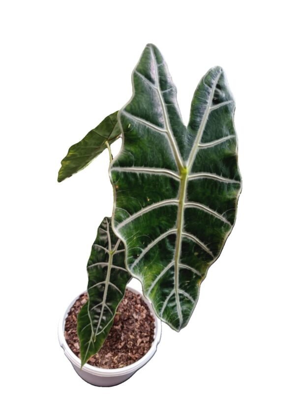 Alocasia Amazónica ¡Impactante y Elegante! 6 Motivos para Amar la Alocasia Amazónica - Imagen 4
