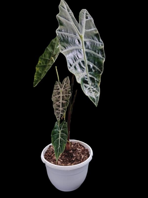 Alocasia Amazónica ¡Impactante y Elegante! 6 Motivos para Amar la Alocasia Amazónica - Imagen 6