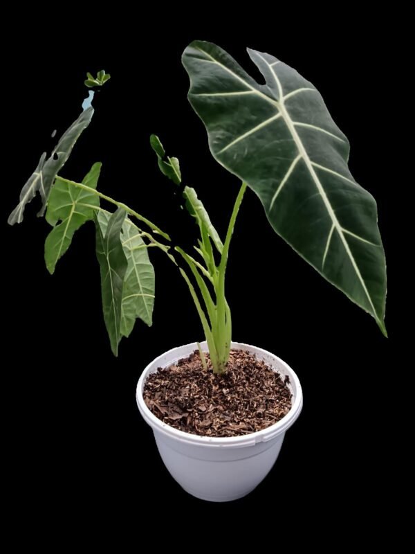 Alocasia Frydek: 7 Razones para Enamorarte de Esta Joya Verde - Imagen 2