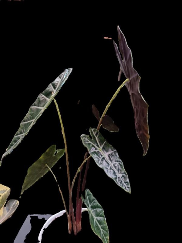 Alocasia Amazónica ¡Impactante y Elegante! 6 Motivos para Amar la Alocasia Amazónica - Imagen 7