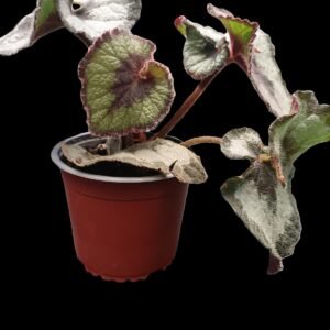 Begonia Rex Caracol, con hojas en espiral de tonos plateados, verdes y púrpuras, sobre fondo negro, ideal para decoración interior elegante.