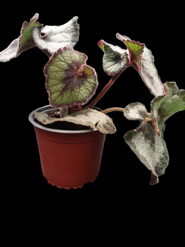 Begonia Rex Caracol, con hojas en espiral de tonos plateados, verdes y púrpuras, sobre fondo negro, ideal para decoración interior elegante.