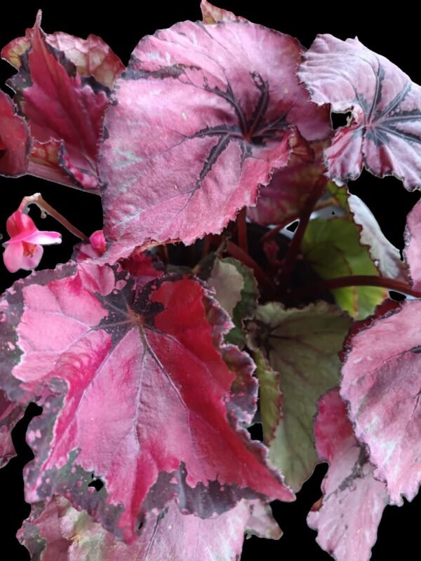 Begonia Rex Red Kiss –Belleza Impactante para Espacios Sofisticados 5 Razones para Elegirla - Imagen 2