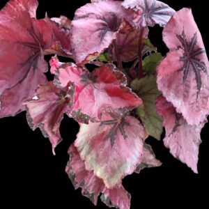 Primer plano de Begonia Rex Red Kiss con hojas rojizas y bordes oscuros, planta tropical decorativa de interior.