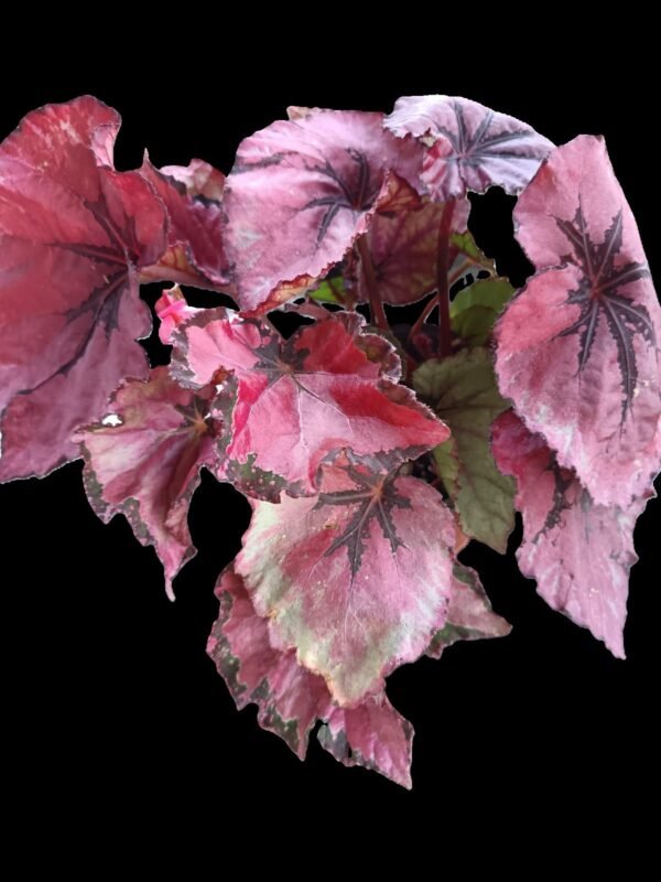 Primer plano de Begonia Rex Red Kiss con hojas rojizas y bordes oscuros, planta tropical decorativa de interior.