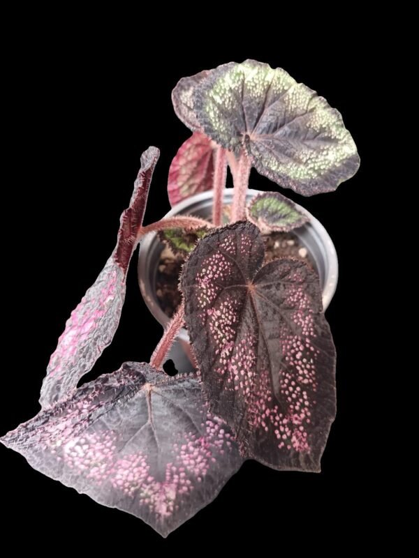 Begonia Rex Candy Stripe: Belleza Tropical 7 Beneficios que Sorprenden - Imagen 3