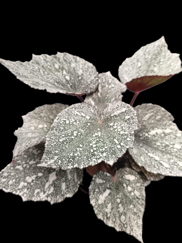 Begonia Rex Silver King – Planta Real y Sofisticada 5 Razones para Elegirla - Imagen 2