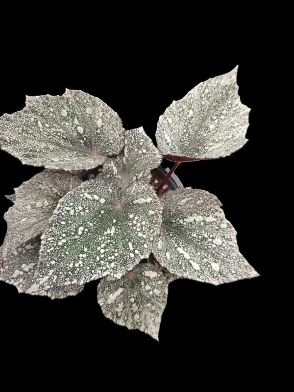Begonia Rex Silver King – Planta Real y Sofisticada 5 Razones para Elegirla - Imagen 3