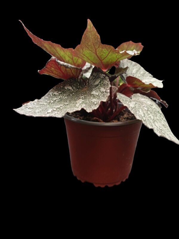 Begonia Rex Silver King – Planta Real y Sofisticada 5 Razones para Elegirla - Imagen 4