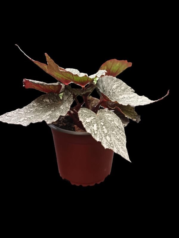 Begonia Rex Silver King – Planta Real y Sofisticada 5 Razones para Elegirla - Imagen 5